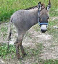 halfdonkey
