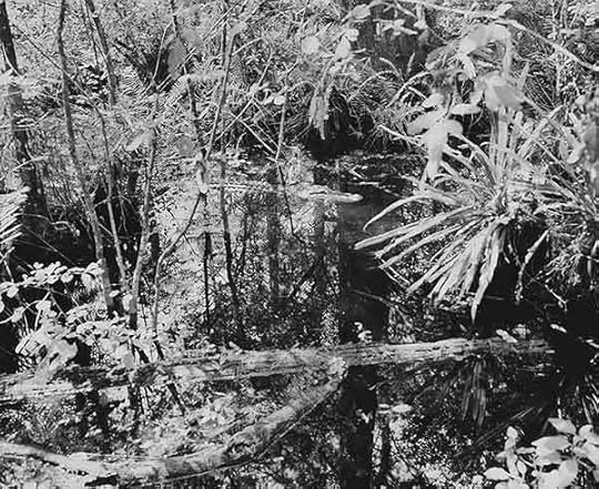 Marion Belanger, Alligator in Swamp, 2002; from the series Everglades © the artist