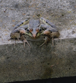 Leopard-frog-pondedge-8-26-16