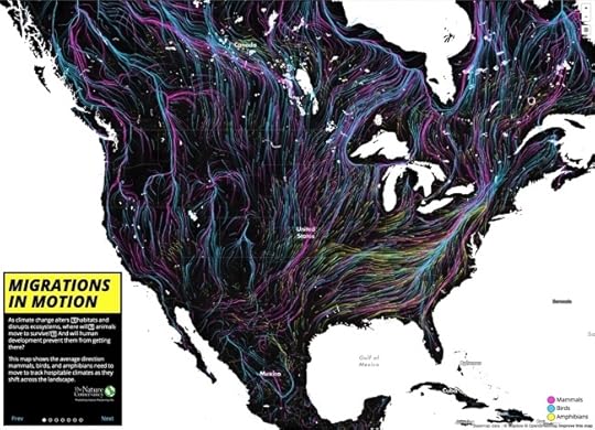 Animal Migrations In Motion