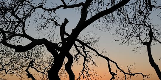 Indie Author Weekly Update