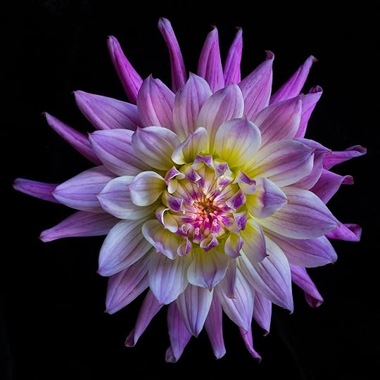 Purple Dahlia © Harold Davis