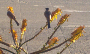 Toppies in the aloes outside the windows at TGIF