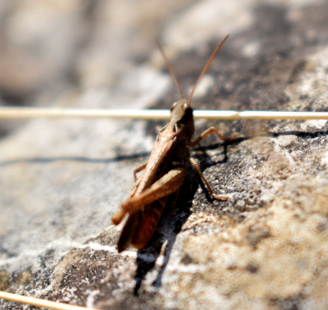 cricket