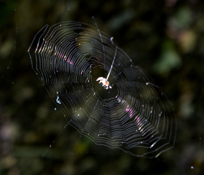 spider