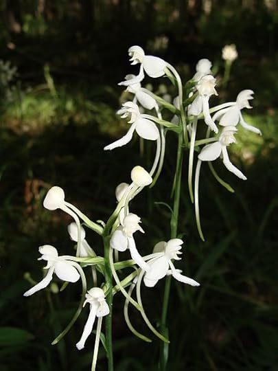 orchid