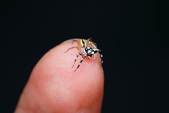 small spider on finger