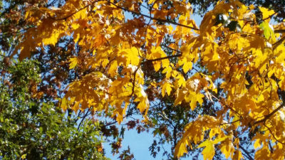 early fall leaves