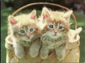 The Comfort of Thinking Alike