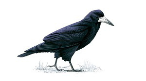 Rook 300