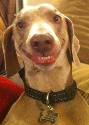 Smiling dog