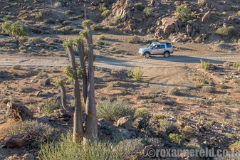Halfmens, Richtersveld Transfrontier Park