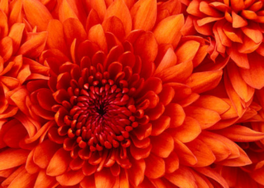 cropped-chrysanthemum