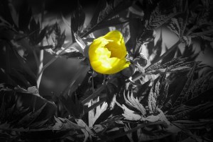 Photo by Nick Kenrick