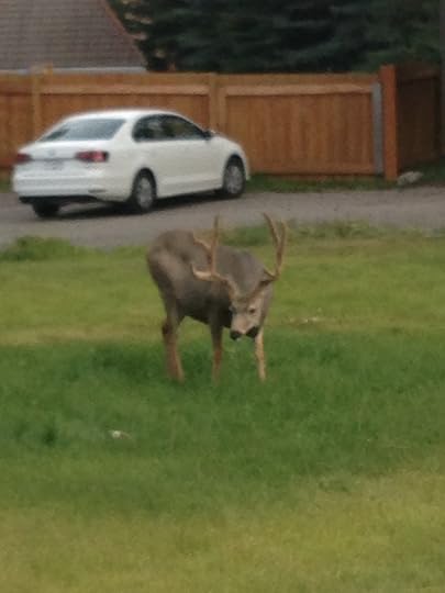 An elk in Banff
