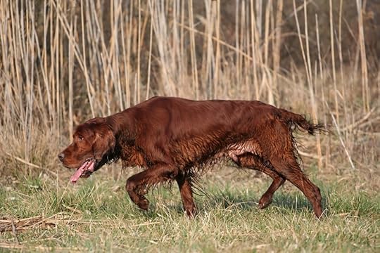ehrlichiosis ticks and hunting dogs