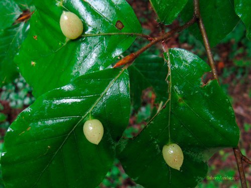 …pearls…