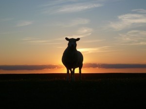 sunset-50494_640