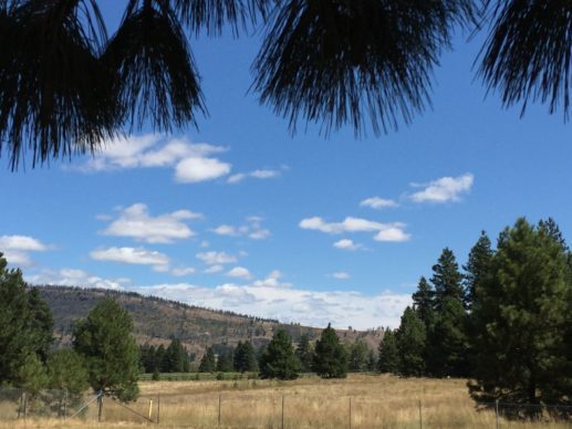 Ponderosa pine near Cle Elem
