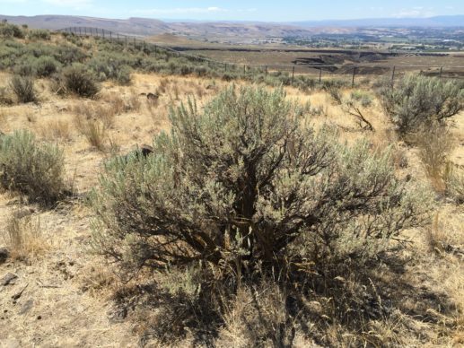 sagebrush above Yakima