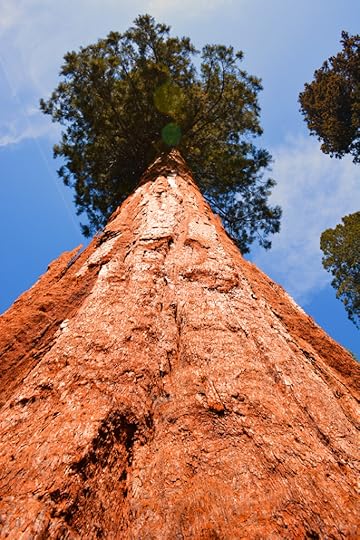 California Giant Sequoia Mariposa Grove