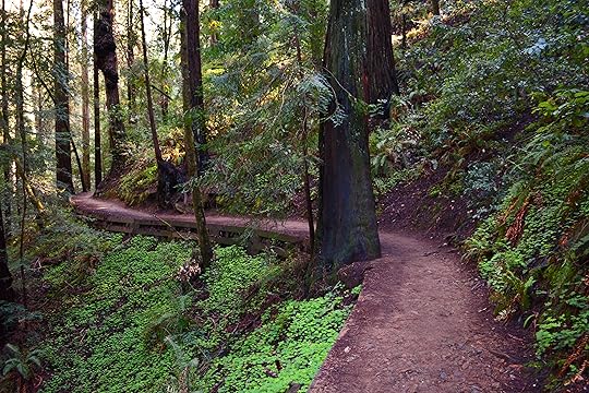 Muir Woods Park WindingTrails copyright Shawna Coronado.jpg