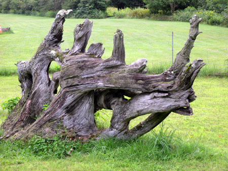 stump