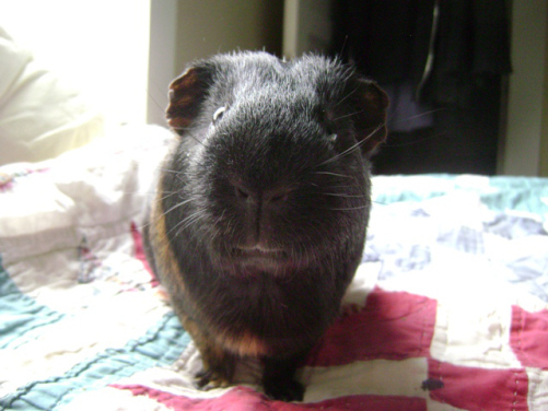 Belvedere has never been to the airport in Atlanta, seen Uncle Acid & the Deadbeats, or watched a panda sleep. He's also never successfully worn glasses to see into the past, paddled a canoe, or had a summer romance while coming to terms with his stepfather. He's also never made an attempt to ruin anyone's birthday so he's definitely still ahead. 