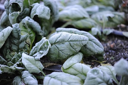 Cool Season Salad Greens_Hilary Dahl for Seattle Urban Farm Co.