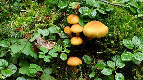 mushrooms