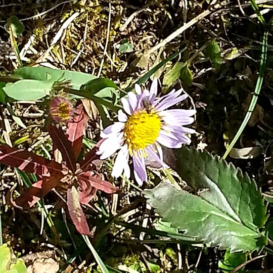 flowers along the way