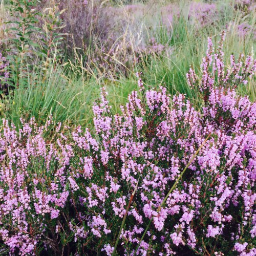 heather