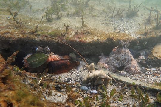 DayNight octos_9129 cmp3