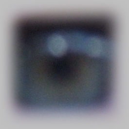 the last eye