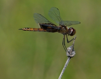 Saddlebags-dragonfly-8-31-16