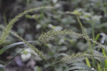 Scheele&quot;s setaria 2