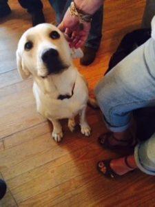 Nilla is a book-buyer magnet. Who can refuse that sweet face?