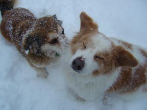 Emma and Dewey in 2009.