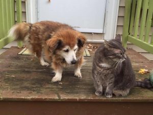 Emma and Binti checking out a noise down the street last fall.