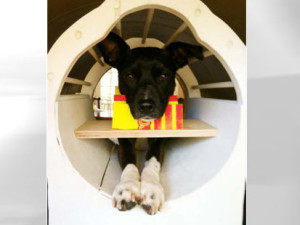 Callie, in a magnetic resonance imaging machine at Emory University, where similar studies are being done. 