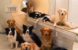 Dogs trained by Emory University researchers to sit in MRI machines.