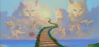 rainbow bridge cat