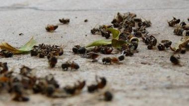 deadbees