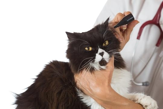 ear mites