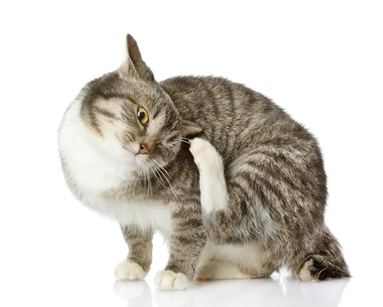 ear mites cause scratching