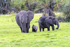 African Elephants