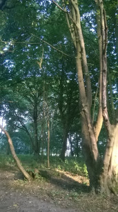 WP_20160825_17_38_14_Pro