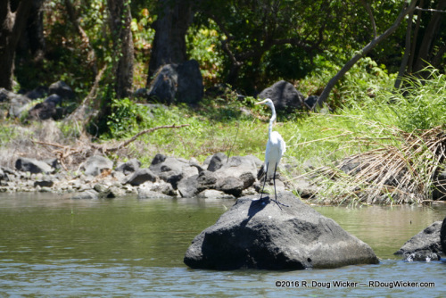 White Egret