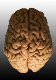Image result for brain parts