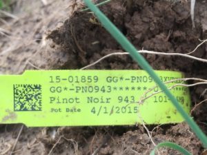 pinot plant tag 2